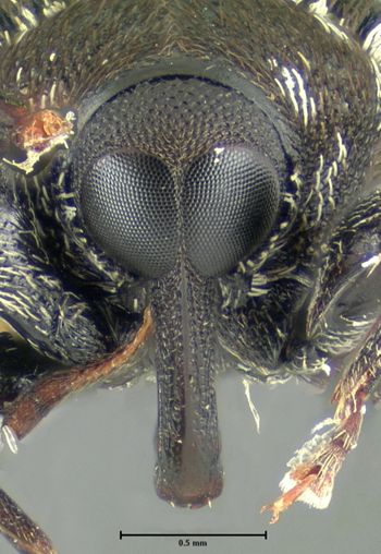 Media type: image;   Entomology 26678 Aspect: head frontal view